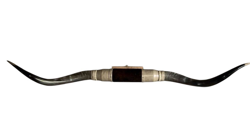 MOUNTED STEER HORNS About 6 feet wide LONGHORN POLISHED MOUNT BULL COW B148