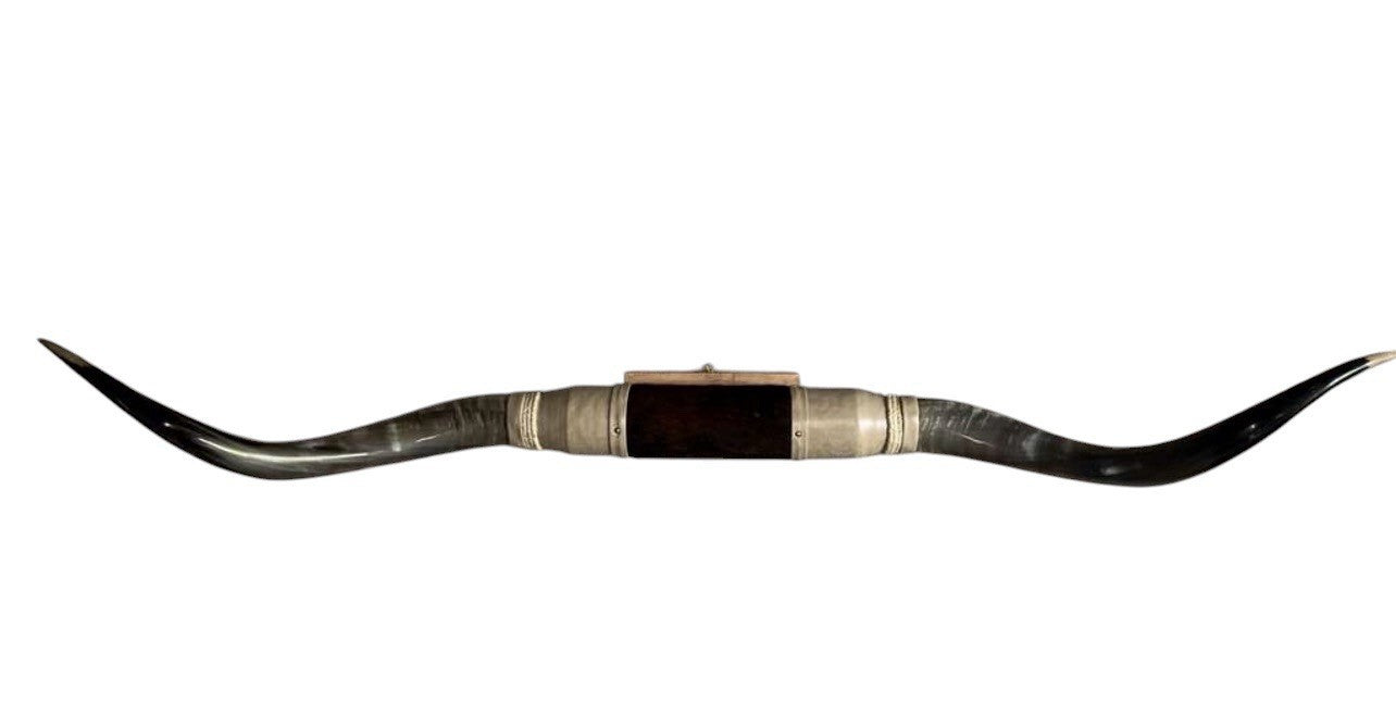 MOUNTED STEER HORNS About 6 feet wide LONGHORN POLISHED MOUNT BULL COW B148