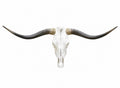 Longhorn SKULL About 4 To 4,5 Inch WIDE Horns BULL HORN MOUNTED COW HEAD A025