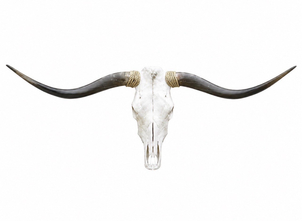 Longhorn SKULL About 4 To 4,5 Inch WIDE Horns BULL HORN MOUNTED COW HEAD A025