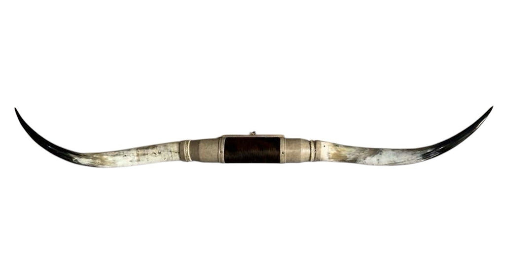 MOUNTED STEER HORNS About 6 feet wide LONGHORN POLISHED MOUNT BULL COW B155