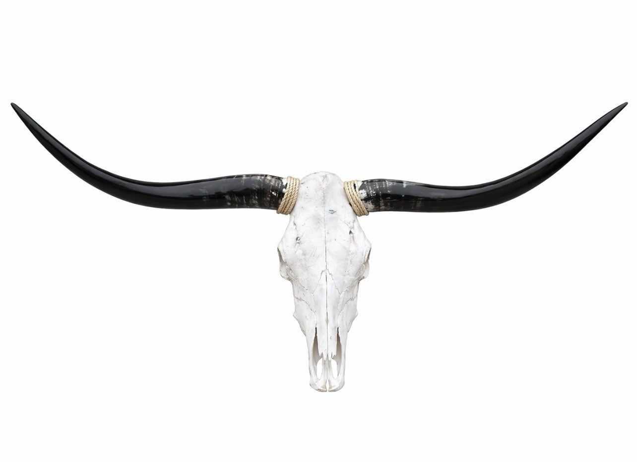 Longhorn SKULL About 4 To 4,5 Inch WIDE Horns BULL HORN MOUNTED COW HEAD A009