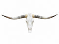 Longhorn SKULL About 4 To 4,5 Inch WIDE Horns BULL HORN MOUNTED COW HEAD A021