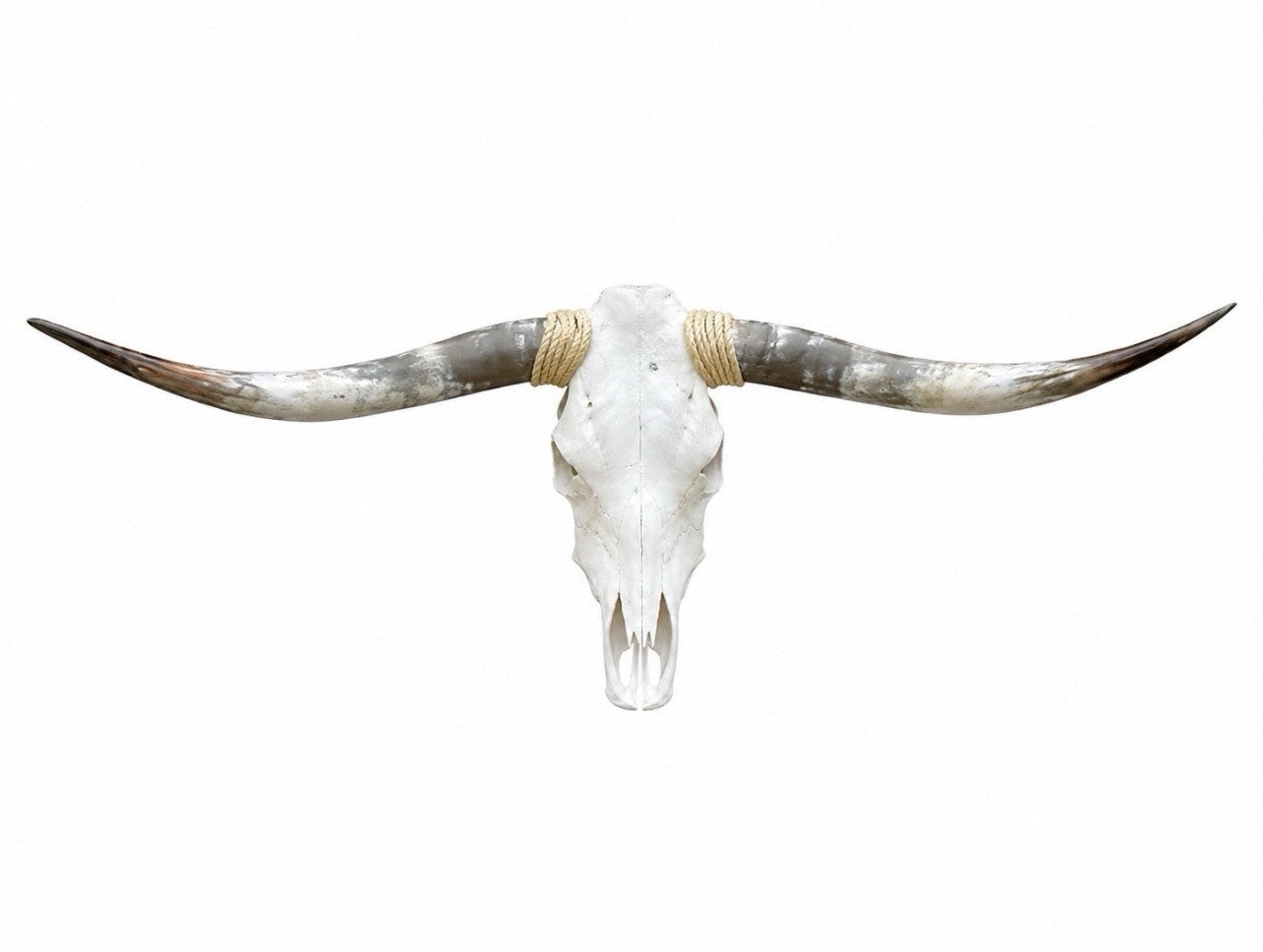 Longhorn SKULL About 4 To 4,5 Inch WIDE Horns BULL HORN MOUNTED COW HEAD A021