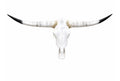 Longhorn SKULL About 4 To 4,5 Inch WIDE Horns BULL HORN MOUNTED COW HEAD A16