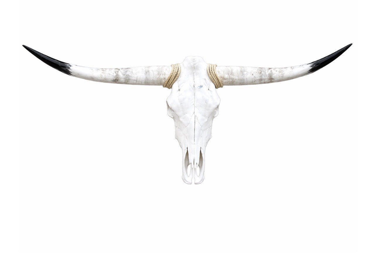 Longhorn SKULL About 4 To 4,5 Inch WIDE Horns BULL HORN MOUNTED COW HEAD A16