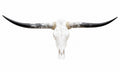 Longhorn SKULL About 4 To 4,5 Inch WIDE Horns BULL HORN MOUNTED COW HEAD A18