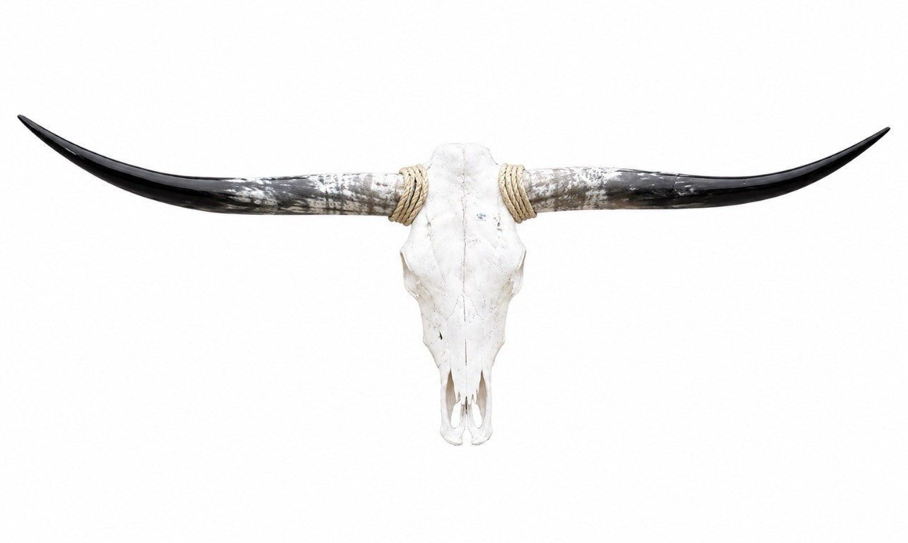 Longhorn SKULL About 4 To 4,5 Inch WIDE Horns BULL HORN MOUNTED COW HEAD A18