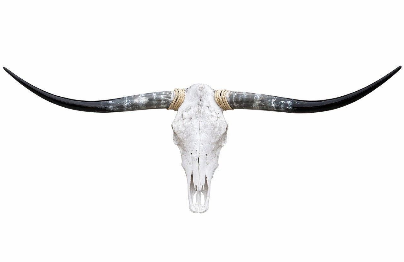 Longhorn SKULL About 4 To 4,5 Inch WIDE Horns BULL HORN MOUNTED COW HEAD A007