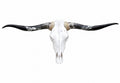 Longhorn SKULL About 4 To 4,5 Inch WIDE Horns BULL HORN MOUNTED COW HEAD A19