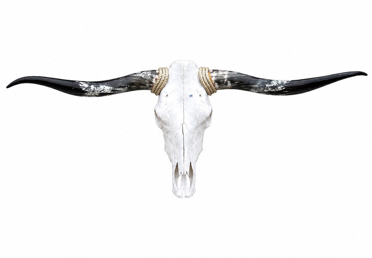 Longhorn SKULL About 4 To 4,5 Inch WIDE Horns BULL HORN MOUNTED COW HEAD A19