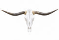 Longhorn SKULL About 4 To 4,5 Inch WIDE Horns BULL HORN MOUNTED COW HEAD A020