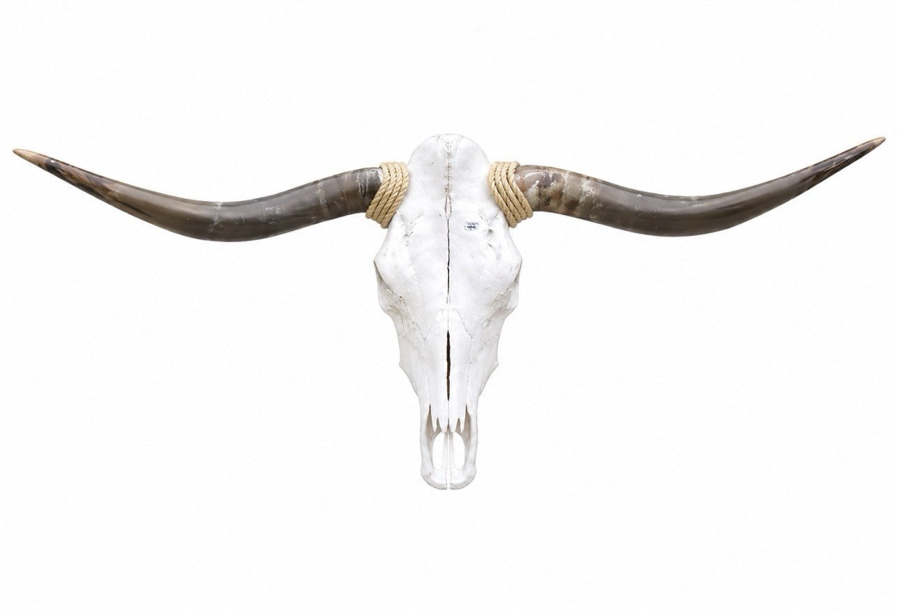 Longhorn SKULL About 4 To 4,5 Inch WIDE Horns BULL HORN MOUNTED COW HEAD A020