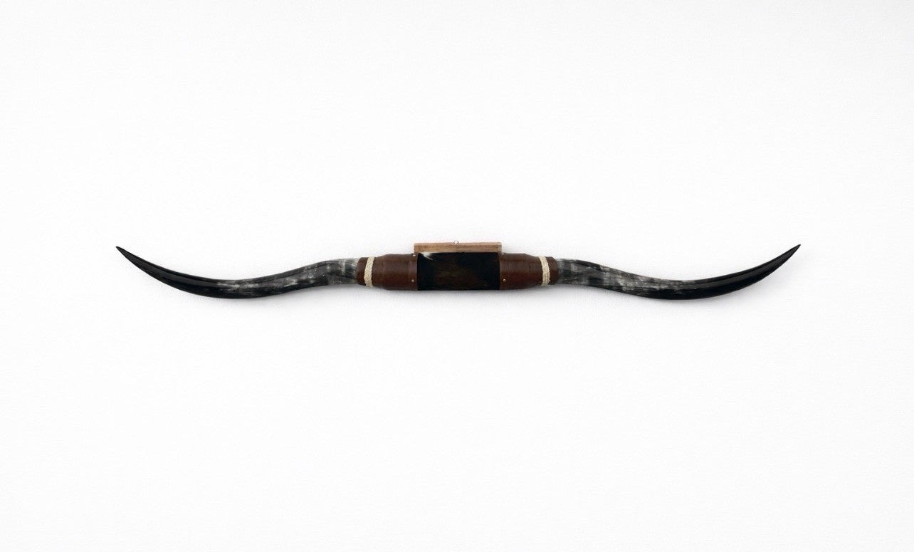 MOUNTED STEER HORNS About 6 feet wide LONGHORN POLISHED MOUNT BULL COW B115