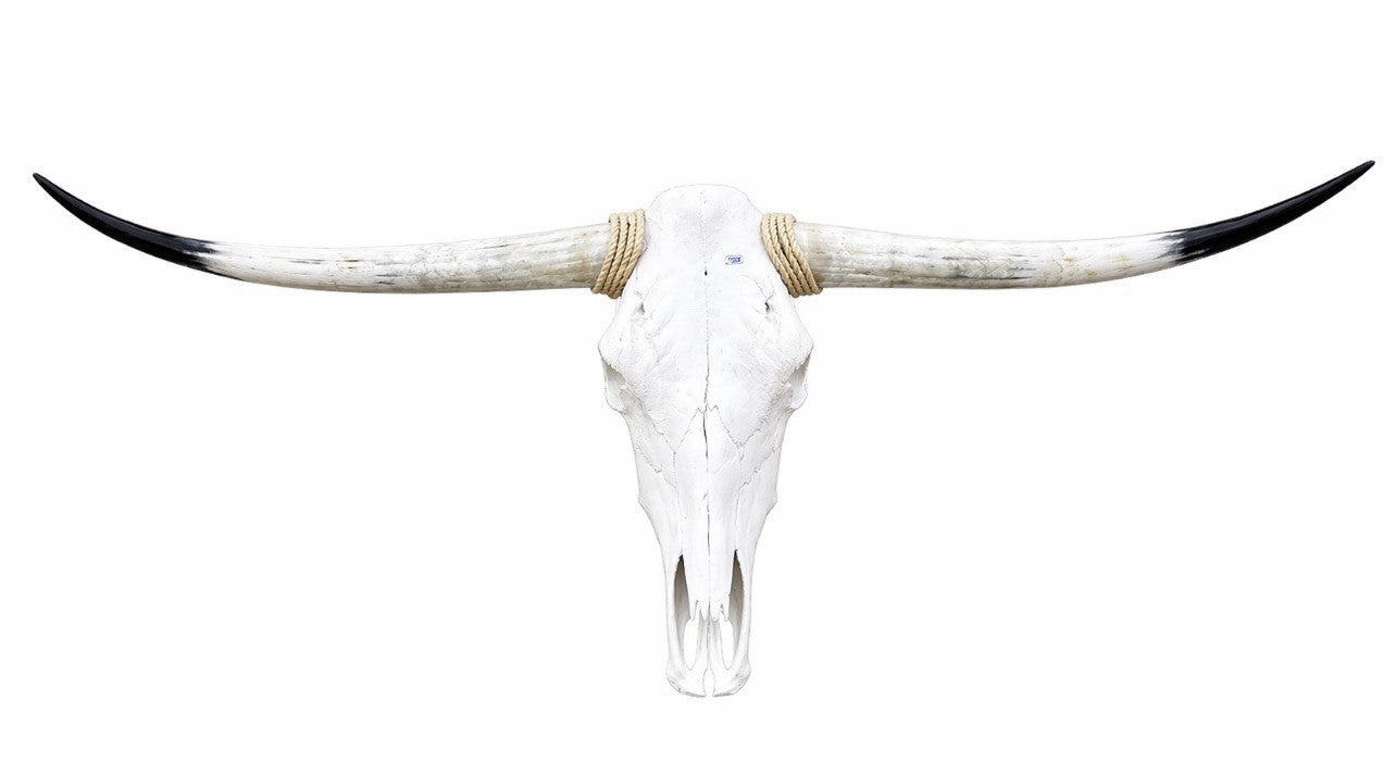 Longhorn SKULL About 4 To 4,5 Inch WIDE Horns BULL HORN MOUNTED COW HEAD A13