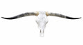 Longhorn SKULL About 4 To 4,5 Inch WIDE Horns BULL HORN MOUNTED COW HEAD A14