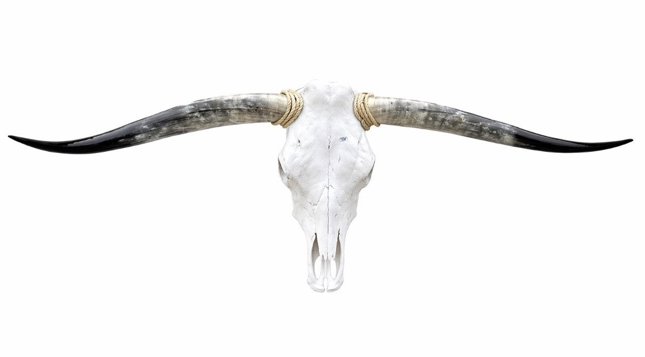 Longhorn SKULL About 4 To 4,5 Inch WIDE Horns BULL HORN MOUNTED COW HEAD A14
