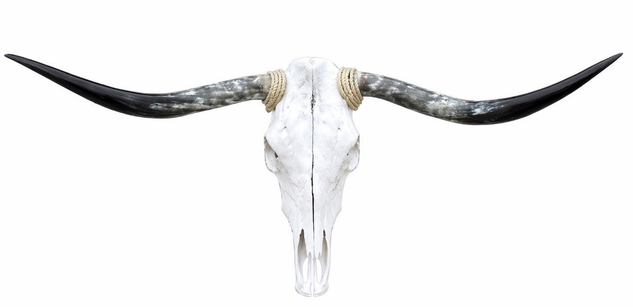 Longhorn SKULL About 4 To 4,5 Inch WIDE Horns BULL HORN MOUNTED COW HEAD A11