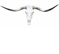 Longhorn SKULL About 4 To 4,5 Inch WIDE Horns BULL HORN MOUNTED COW HEAD A10