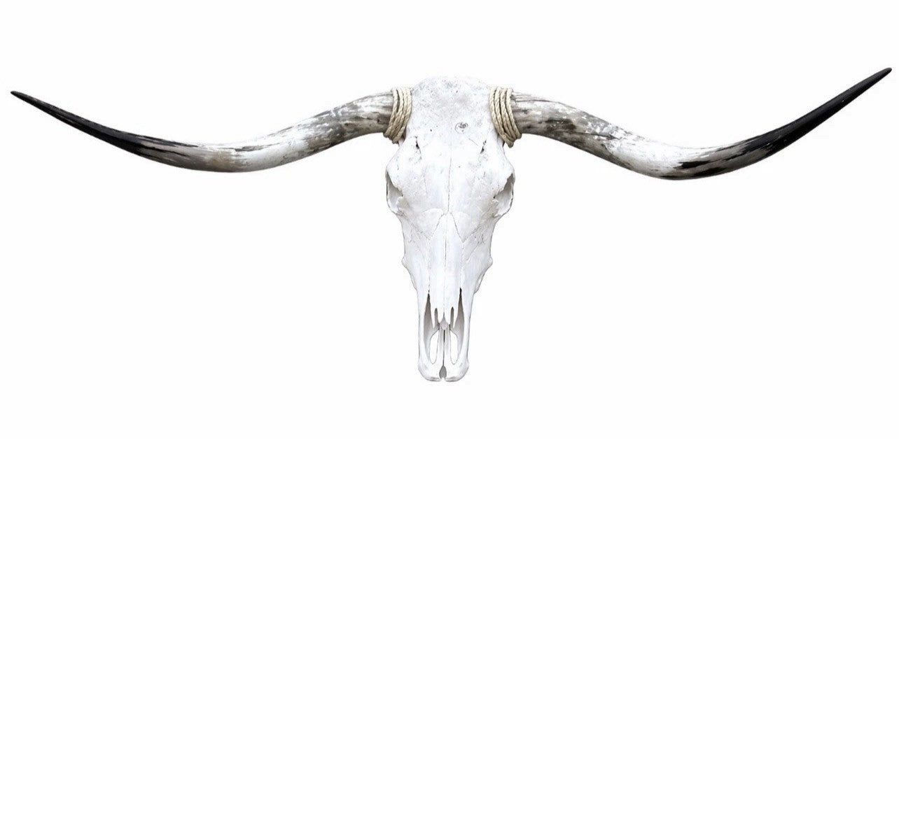 Longhorn SKULL About 4 To 4,5 Inch WIDE Horns BULL HORN MOUNTED COW HEAD A10