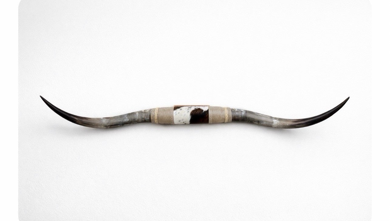 MOUNTED STEER HORNS About 6 feet wide LONGHORN POLISHED MOUNT BULL COW B113