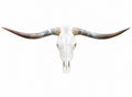 Longhorn SKULL About 4 To 4,5 Inch WIDE Horns BULL HORN MOUNTED COW HEAD A022