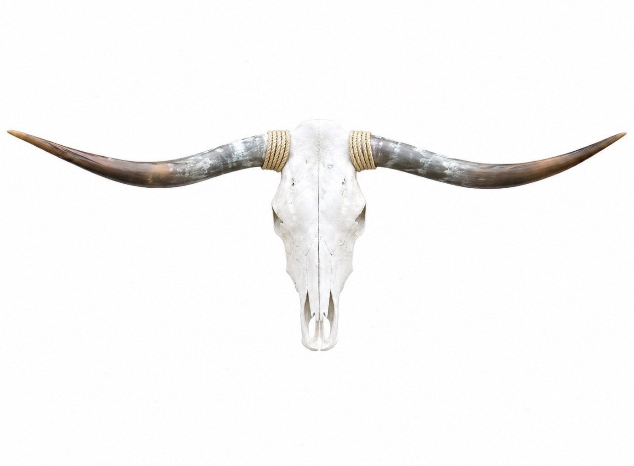 Longhorn SKULL About 4 To 4,5 Inch WIDE Horns BULL HORN MOUNTED COW HEAD A022