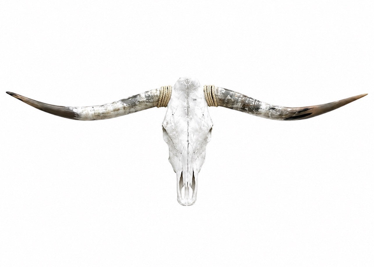 Longhorn SKULL About 4 To 4,5 Inch WIDE Horns BULL HORN MOUNTED COW HEAD A024
