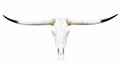 Longhorn SKULL About 4 To 4,5 Inch WIDE Horns BULL HORN MOUNTED COW HEAD A13