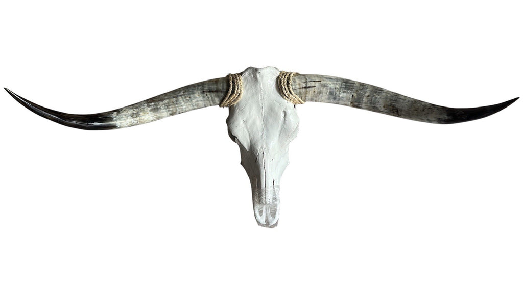 Genuine Longhorn Skull 45 Inches Wide Mounted Bull Horns Western Decor