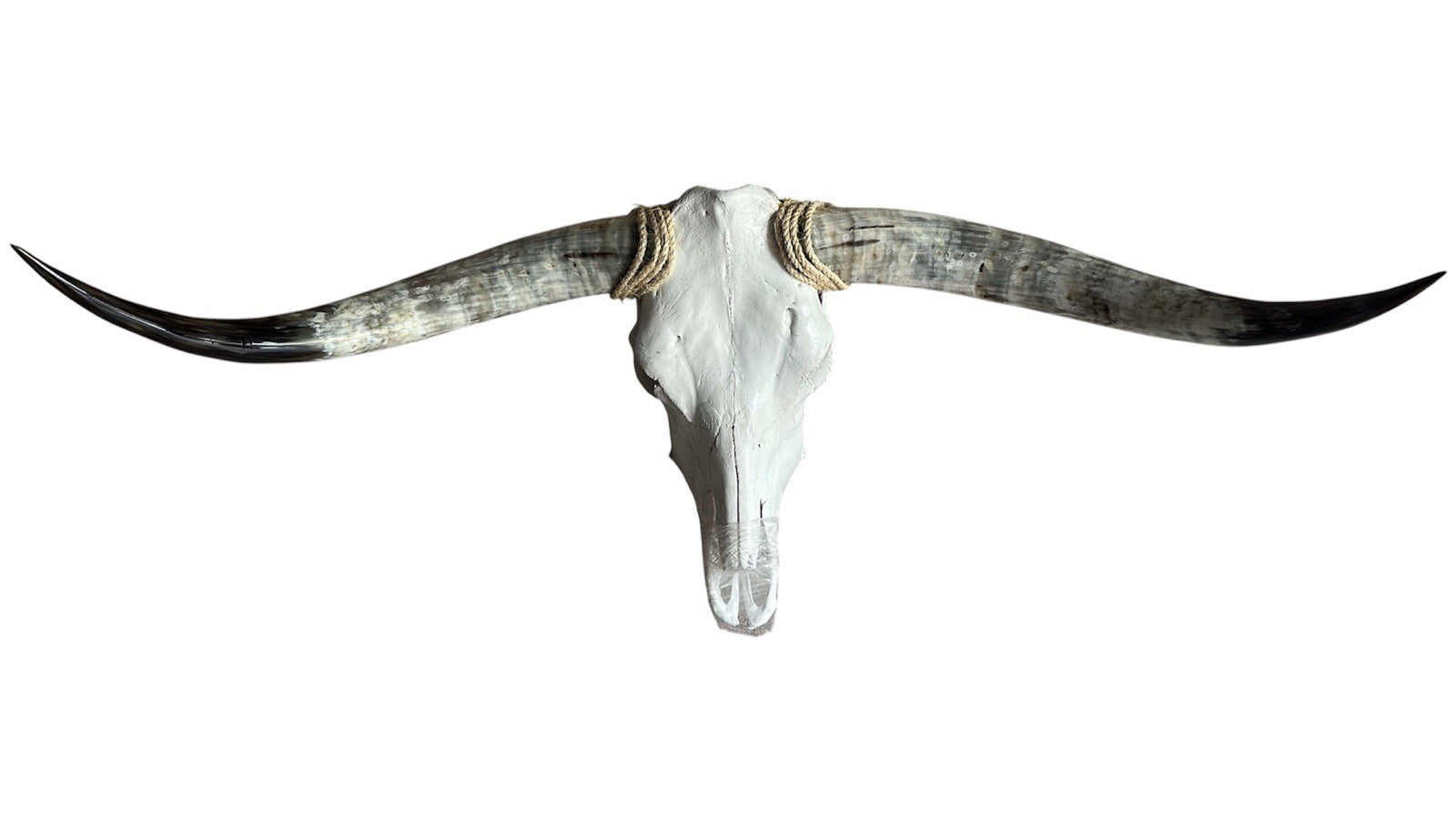 Genuine Longhorn Skull 45 Inches Wide Mounted Bull Horns Western Decor