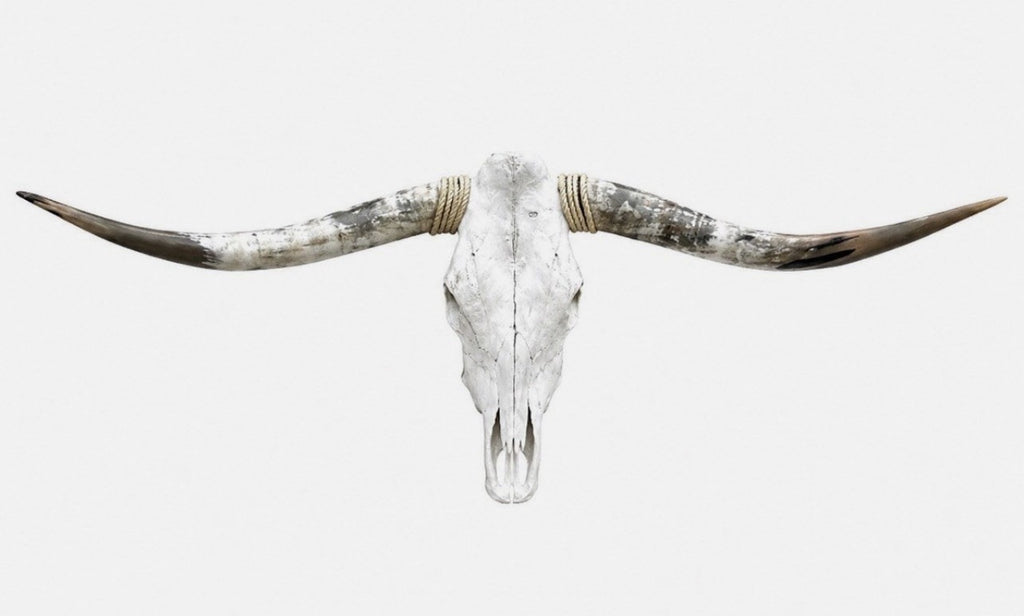 Longhorn Skull 4-4.5 Ft Wide Mounted Bull Horn Cow Head + Cowhide Included