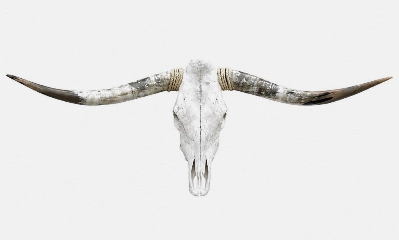 Longhorn Skull 4-4.5 Ft Wide Mounted Bull Horn Cow Head + Cowhide Included