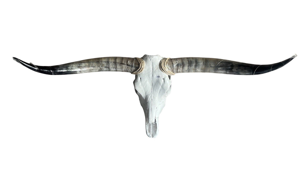 Longhorn SKULL 45 In WIDE Horns BULL HORN MOUNTED COW HEAD