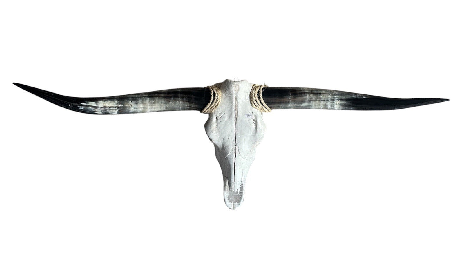 Genuine Longhorn SKULL 52 In WIDE Horns BULL HORN MOUNTED COW HEAD