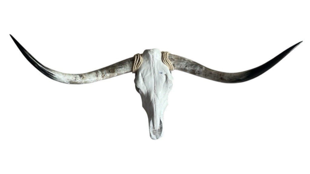 Genuine Longhorn Skull 48 Inches Wide Mounted Bull Horns Western Decor