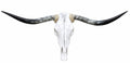 Longhorn SKULL About 4 To 4,5 Inch WIDE Horns BULL HORN MOUNTED COW HEAD A11