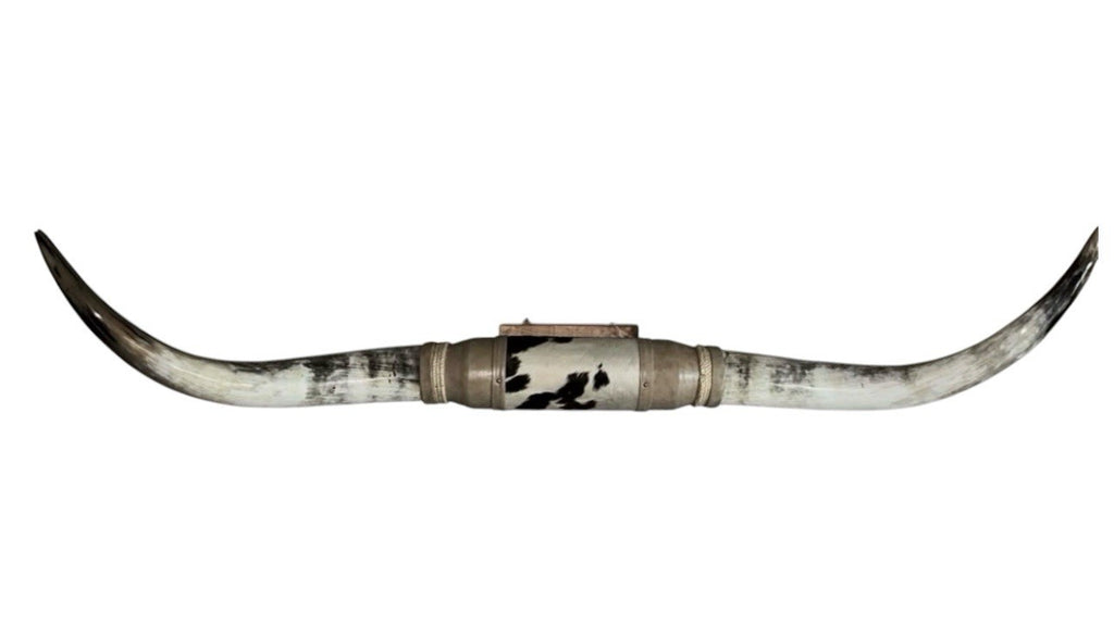 MOUNTED STEER HORNS 63 in Wide Longhorn Polished Western Decor