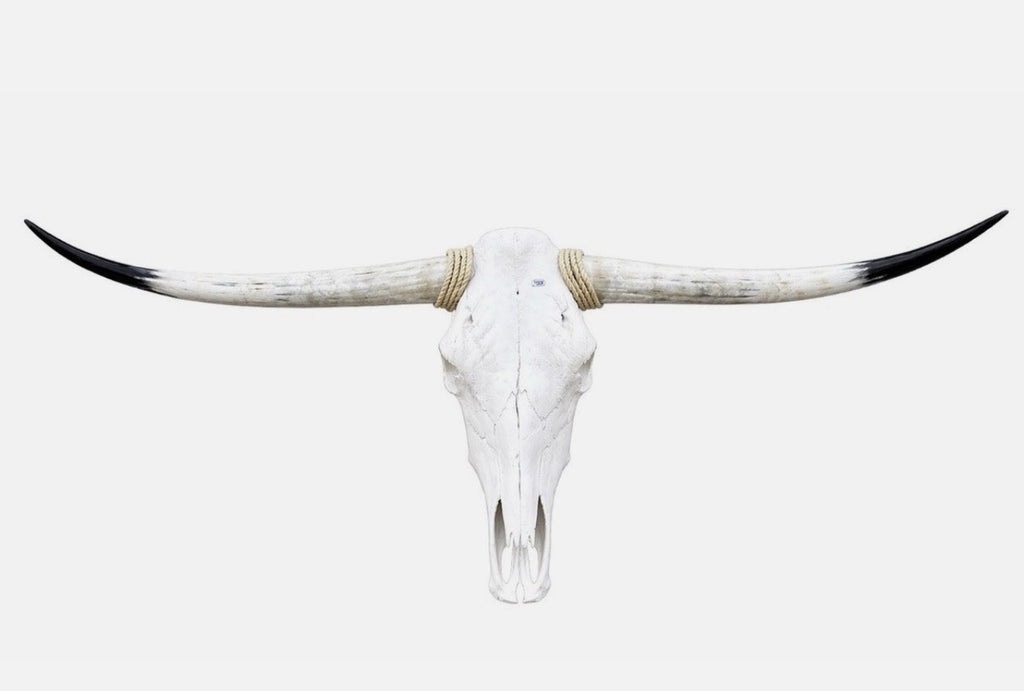 Longhorn Skull 4-4.5 Ft Wide Mounted Bull Horn Cow Head + Cowhide Included