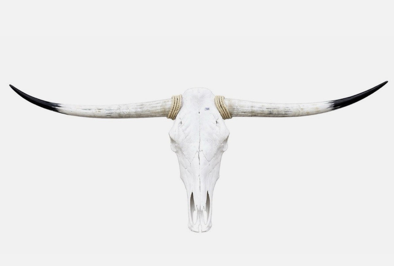 Longhorn Skull 4-4.5 Ft Wide Mounted Bull Horn Cow Head + Cowhide Included