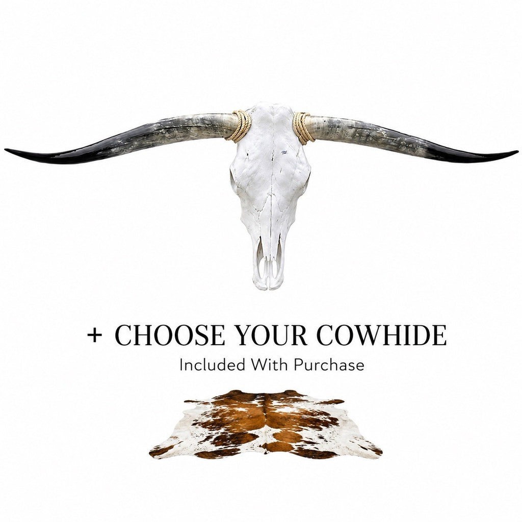 Genuine Longhorn Skull 4-4.5 ft Wide Mounted Bull Horn + Cowhide Included