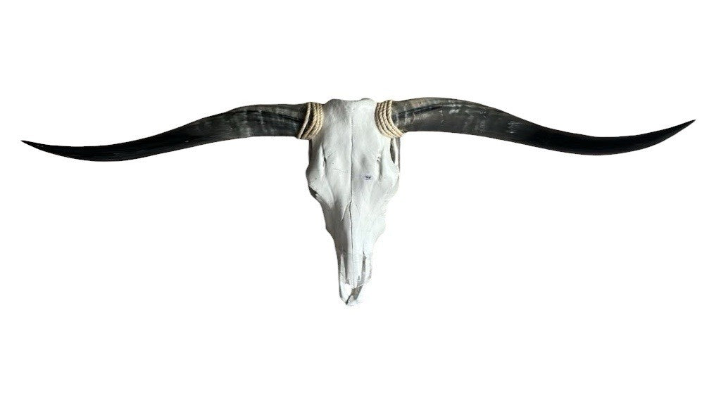 Longhorn Skull 52 Inches Wide Mounted Bull Horn Wall Decor Ranch Cabin