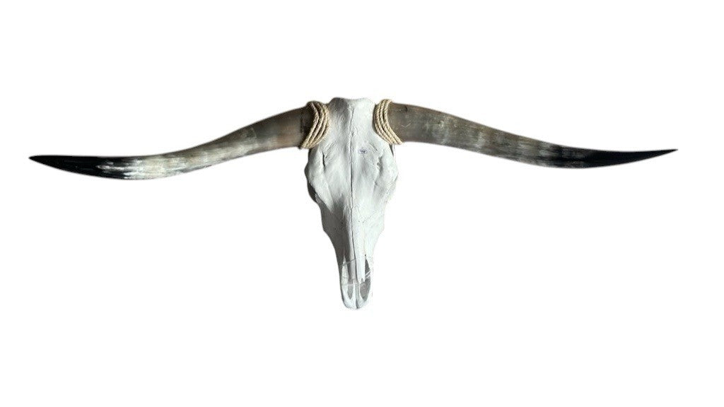 Genuine Longhorn Skull 48 Inches Wide Mounted Bull Horns Western Decor