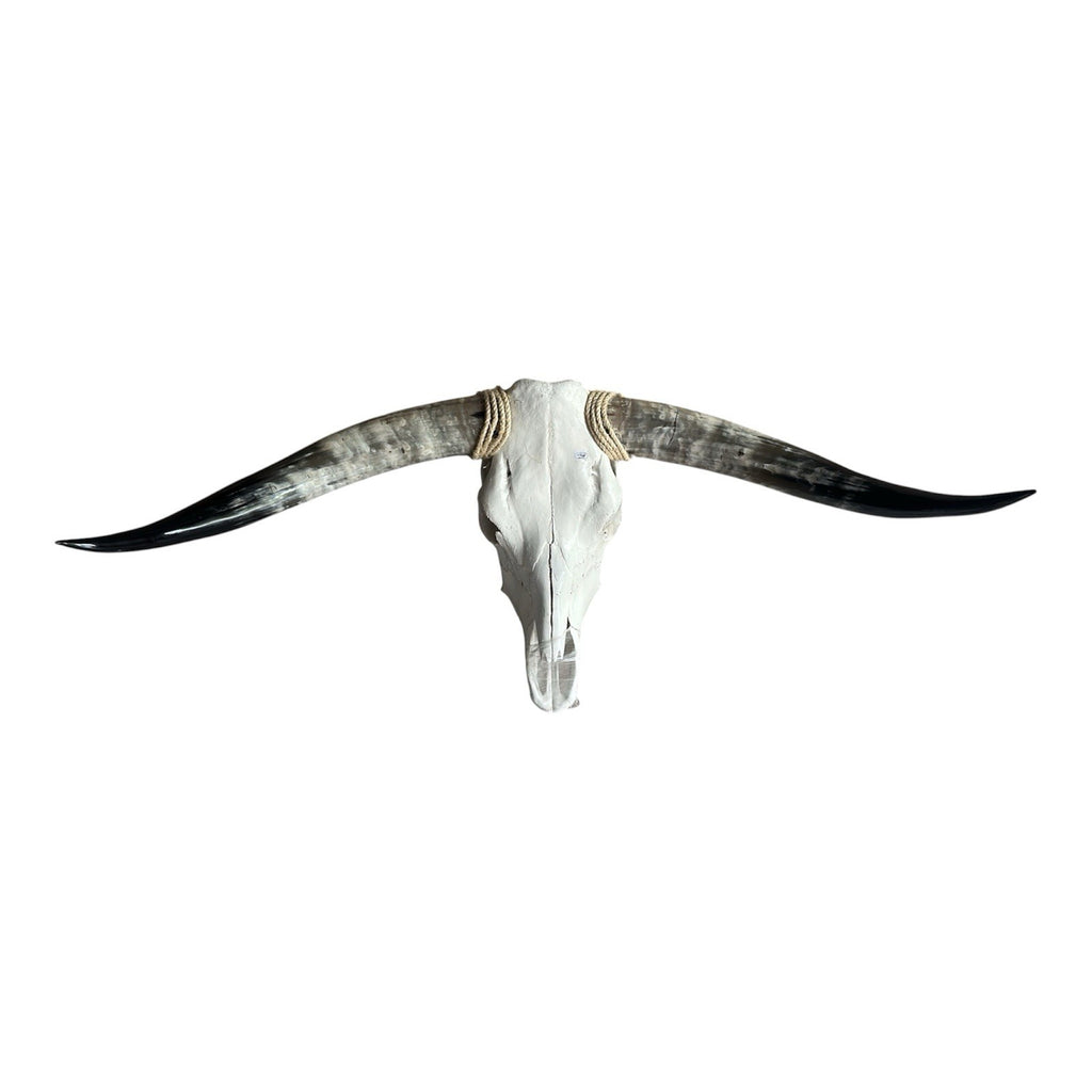 Mounted Longhorn Skull 44 Inches Wide Bull Horn Wall Decor Western Ranch