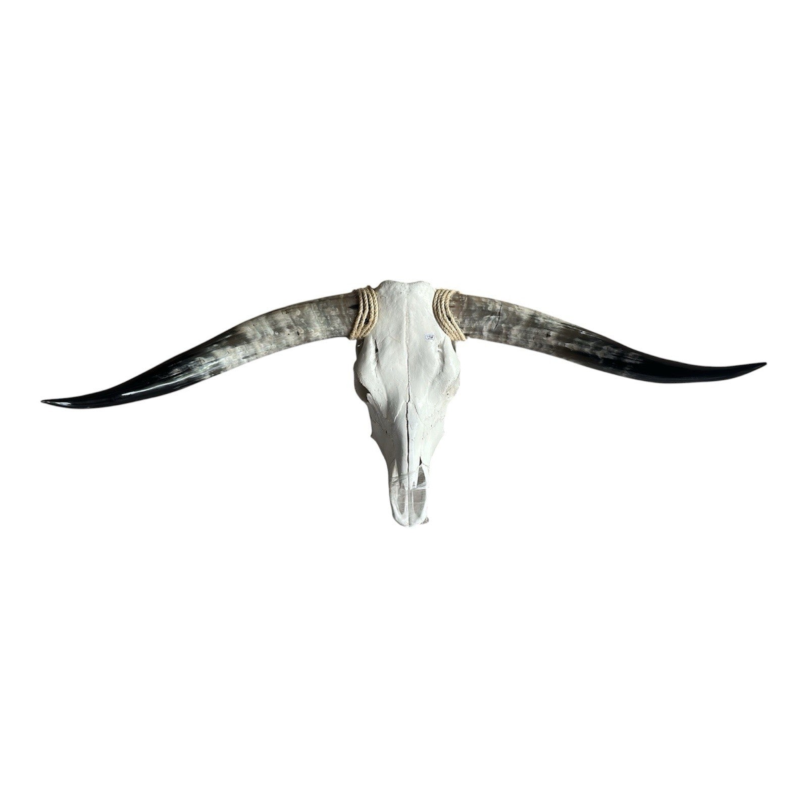 Mounted Longhorn Skull 44 Inches Wide Bull Horn Wall Decor Western Ranch