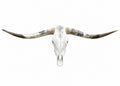 Longhorn SKULL About  4-4.5 ft Wide Horns BULL HORN MOUNTED COW HEAD A024