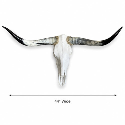 Longhorn Skull Wall Decor, 44” Wide – Sweeping Black Horns, Western Wall Decor
