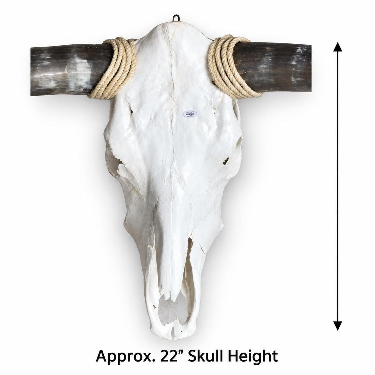 Longhorn Skull Wall Decor, 41” Wide – Natural Dark Horns, Rustic Ranch Decor